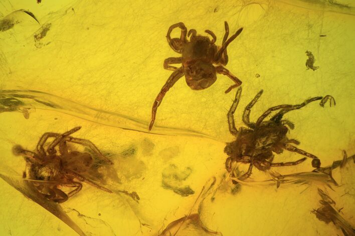Three Small Fossil Spiders (Aranea) In Baltic Amber #50648